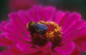 Bee at rest